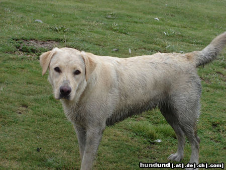 Labrador Retriever Hunde Foto 24209 Labrador Retriever Emma jetzt 1 Jahr alt