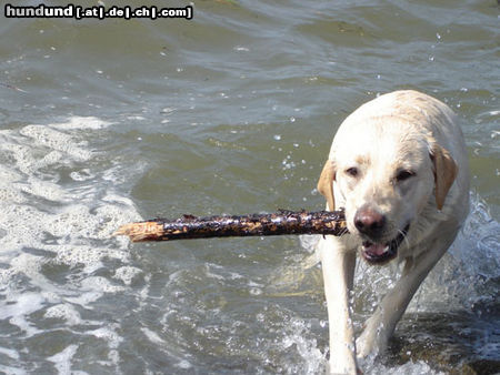 Labrador Retriever Hunde Foto 24210 Labrador Retriever Emma jetzt 1 Jahr alt