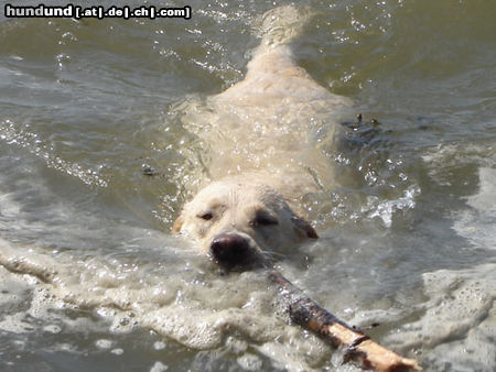 Labrador Retriever Hunde Foto 24212 Labrador Retriever Emma jetzt 1 Jahr alt