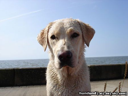 Labrador Retriever Hunde Foto 24213 Labrador Retriever Emma jetzt 1 Jahr alt
