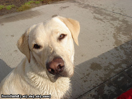 Labrador Retriever Hunde Foto 24214 Labrador Retriever Emma jetzt 1 Jahr alt