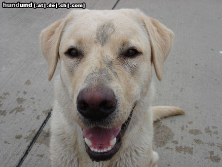 Labrador Retriever Hunde Foto 24215 Labrador Retriever Emma jetzt 1 Jahr alt