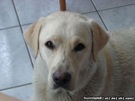 Labrador Retriever Hunde Foto 24218 Labrador Retriever Emma jetzt 1 Jahr alt