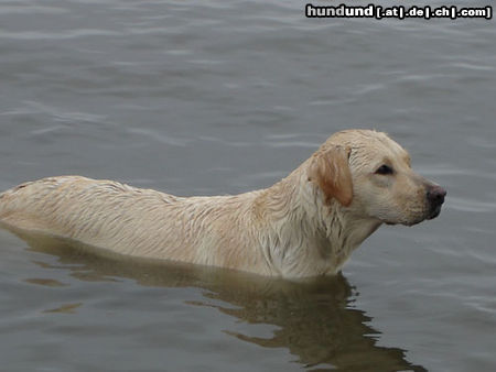 Labrador Retriever Hunde Foto 24219 Labrador Retriever Emma jetzt 1 Jahr alt