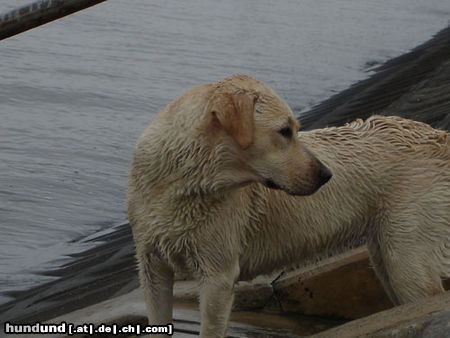Labrador Retriever Hunde Foto 24220 Labrador Retriever Emma jetzt 1 Jahr alt