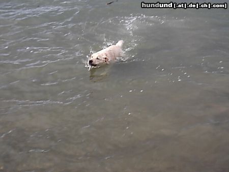 Labrador Retriever Mann, bin ich fleckig!!