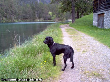 Labrador Retriever Sonntagsausflug
