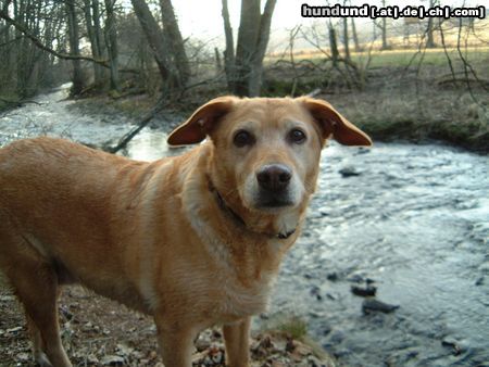 Labrador Retriever Hunde Foto 18527 Labrador Retriever Sissi