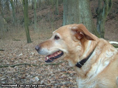 Labrador Retriever Sissi