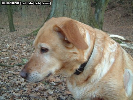 Labrador Retriever Hunde Foto 18529 Labrador Retriever Sissi
