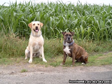 Labrador Retriever Hunde Foto 8713 Labrador Retriever meine Freundin und Ich