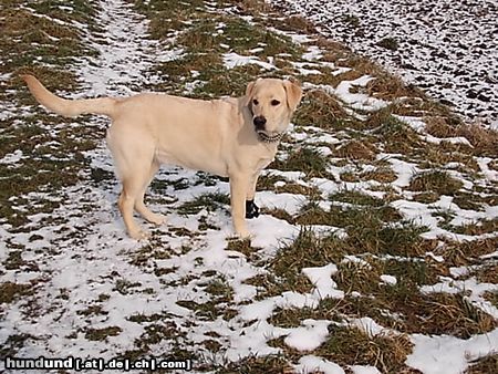 Labrador Retriever Hunde Foto 18950 Labrador Retriever