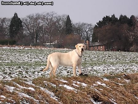 Labrador Retriever Hunde Foto 18952 Labrador Retriever