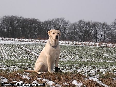 Labrador Retriever Hunde Foto 18953 Labrador Retriever
