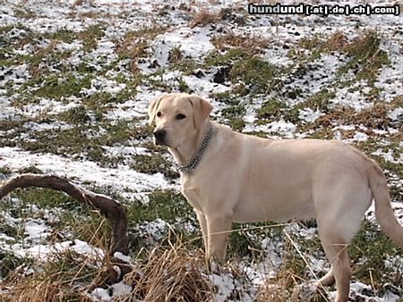 Labrador Retriever Hunde Foto 18954 Labrador Retriever