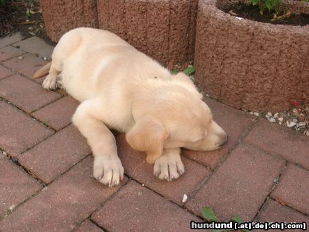 Labrador Retriever Hunde Foto 9240 Labrador Retriever Da brauchte Justin noch viel Schlaf