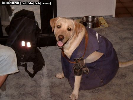 Labrador Retriever Hunde Foto 8729 Labrador Retriever ich muss jetz zur Arbeit