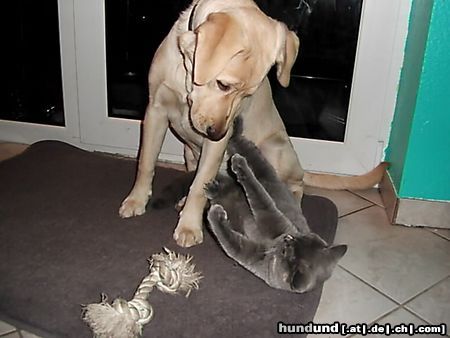 Labrador Retriever Hunde Foto 18060 Labrador Retriever Emma fast 7 Monate alt