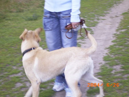 Labrador Retriever Hunde Foto 30209 Labrador Retriever Ich bin aufgeregt