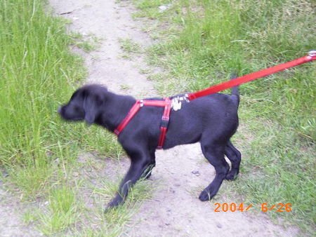 Labrador Retriever Hunde Foto 30210 Labrador Retriever Ich will Spielen