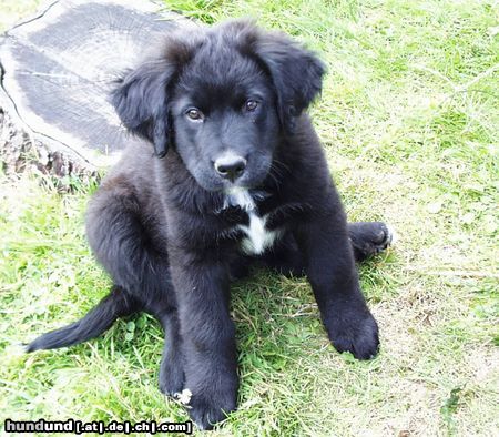 Labrador Retriever Hunde Foto 12518 Labrador Retriever Othello 10 Wochen alt. Labrador-Bernhardiner-Mix