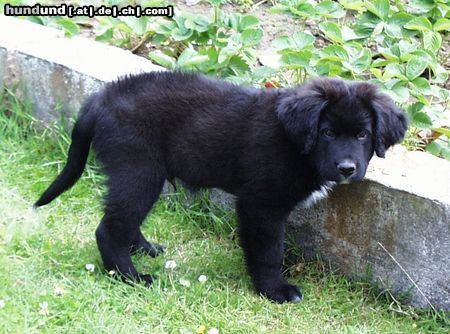 Labrador Retriever Hunde Foto 12519 Labrador Retriever Othello 10 Wochen alt. Labrador-Bernhardiner-Mix