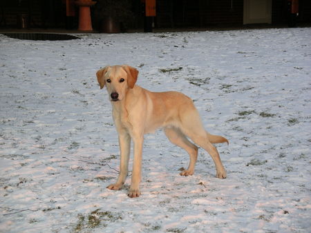 Labrador Retriever Hunde Foto 28736 Labrador Retriever Balou, knapp 10 Mon. Labrador-Retriever-Howavart-Mischling