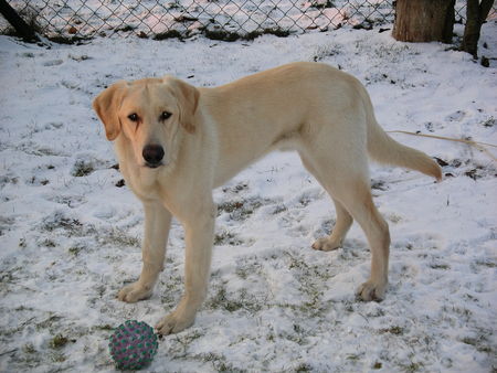 Labrador Retriever Hunde Foto 28737 Labrador Retriever Rocko, knapp 10 Mon. Labrador-Retriever-Hovawart-Mischling