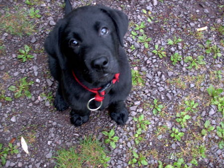 Labrador Retriever Hunde Foto 29274 Labrador Retriever klein Bendit denkt hier gibts gleich Leckerlie