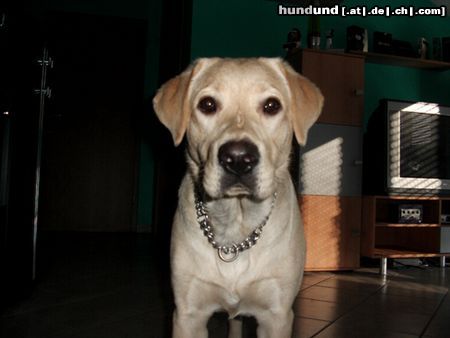 Labrador Retriever