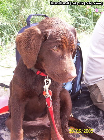 Labrador Retriever Hunde Foto 25951 Labrador Retriever Mein erster Besuch am Strand