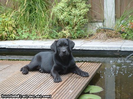 Labrador Retriever Dutchlab's Ignorance is Bliss