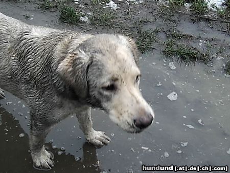 Labrador Retriever Mann, bin ich fleckig!!