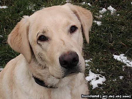 Labrador Retriever Hunde Foto 18219 Labrador Retriever Mann, bin ich fleckig!!