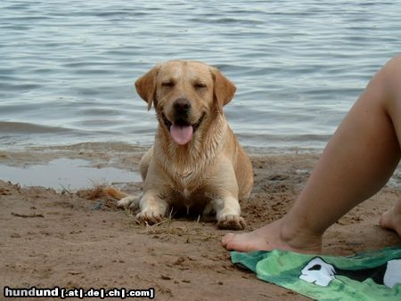 Labrador Retriever Hunde Foto 8714 Labrador Retriever mit Frauchen u. Herrchen beim Baden