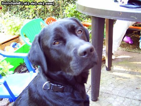 Labrador Retriever Hunde Foto 23168 in höherer Auflösung ansehen Labrador Retriever pelle