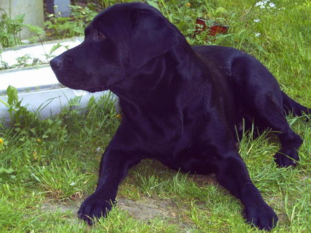 Labrador Retriever Hunde Foto 31612 in höherer Auflösung ansehen Labrador Retriever wovon der wohl gerade träumt......