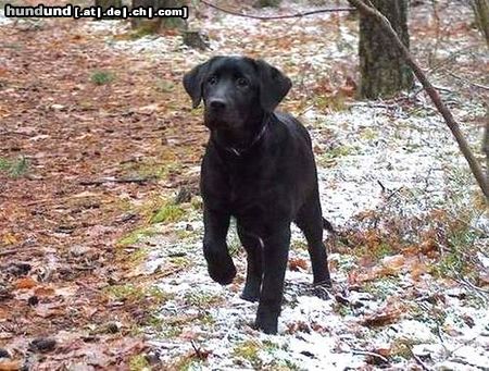 Labrador Retriever Hunde Foto 10179 Labrador Retriever Pearl