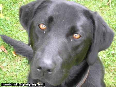 Labrador Retriever Hunde Foto 26600 Labrador Retriever Das ist Flocke. ein 2 Jahrealter Labrador - retriver. sie liebt es ihren Tennisball zu appportieren.