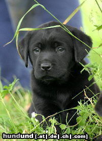 Labrador Retriever Hunde Foto 24834 in höherer Auflösung ansehen Labrador Retriever Labrador -Welpen vom Klöpperhof