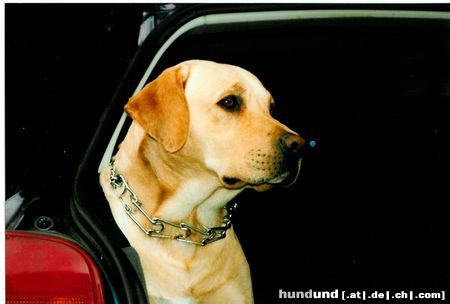 Labrador Retriever meine 2 freundinen u.ich der Speik