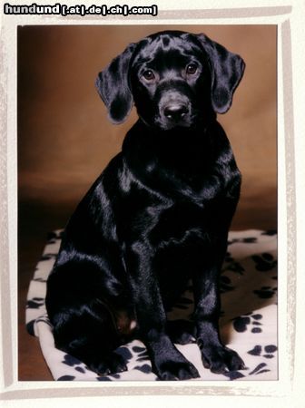 Labrador Retriever Hunde Foto 16656 in höherer Auflösung ansehen Labrador Retriever Scout mit 4 Monaten (11.04)