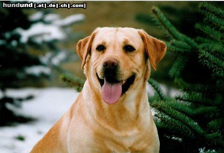 Labrador Retriever Hunde Foto 9936 Labrador Retriever Speik