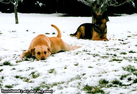 Labrador Retriever Komm  Schon Wir Spielen