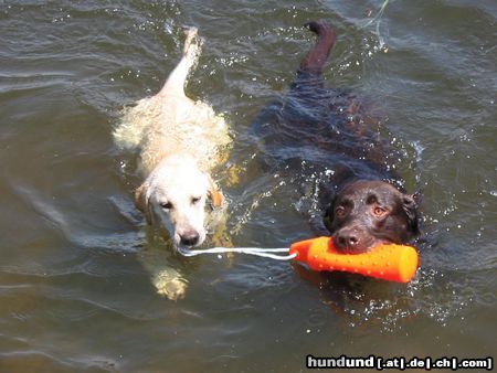 Labrador Retriever