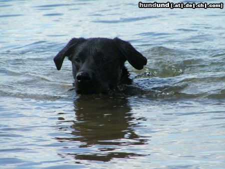 Labrador Retriever Hunde Foto 14821 in höherer Auflösung ansehen Labrador Retriever Paul bei einer seiner Lieblingsbeschäftigung - SCHWIMMEN!