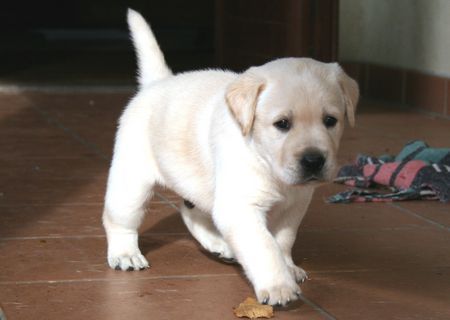 Labrador Retriever Hunde Foto 40259 Labrador Retriever Alano mit 4 1/2 Wochen