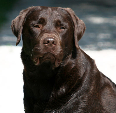 Labrador Retriever Hunde Foto 38627 in höherer Auflösung ansehen Labrador Retriever Der Labrador Deckrüde in schoko