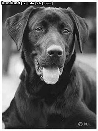 Labrador Retriever Labrador Xilko