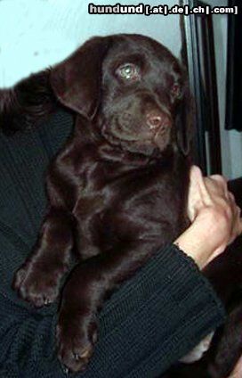 Labrador Retriever Hunde Foto 15890 in höherer Auflösung ansehen Labrador Retriever Der Abholtag